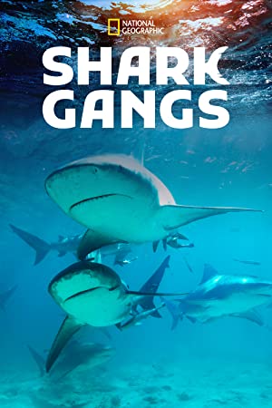 Watch Free Shark Gangs (2021)
