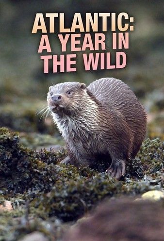 Watch Full Movie :Atlantic A Year in the Wild (2021)