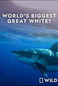 Watch Free Worlds Biggest Great White Shark (2019)