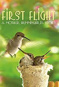 Watch Free First Flight A Mother Hummingbirds Story (2009)
