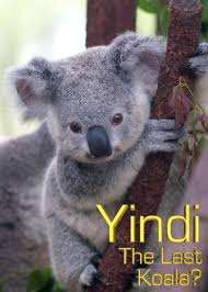 Watch Free Yindi the Last Koala (1996)